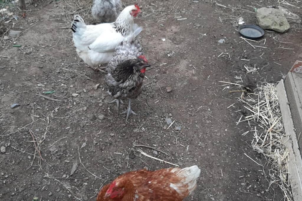 16 Rdc Maison 2Ch-2Sdb-2Wc 6 Personnes Les Gites Bigoudens Plonéour-Lanvern エクステリア 写真